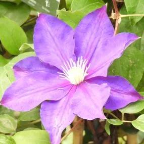 Duchess of Cornwall Clematis (Clematis The Duchess of Cornwall Evipo118) Img 1